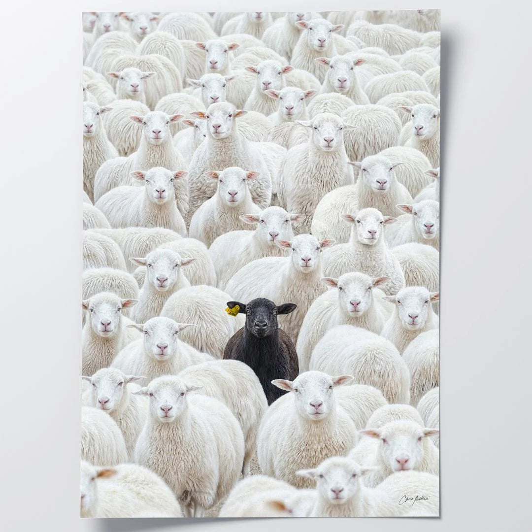 Black Sheep by CB